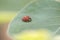 Ladybug leaf isolated spring summer background