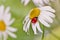 Ladybug leisurely runs on a field flower named Daisy.