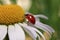 Ladybug leisurely runs on a field flower named Daisy.