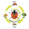 Ladybug life cycle object vector.