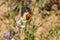 Ladybug on a lupine flower, California