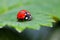 Ladybug macro