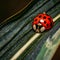 A ladybug macro