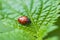 Ladybug macro on green leaf