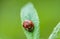 Ladybug macro shot of its face