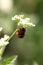 Ladybug Mating on Green and White Leaf