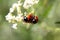 Ladybug Mating on Green and White Leaf