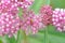 Ladybug on Milkweed, Asclepias incarnata