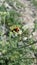 ladybug on mountain flowers