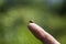 The ladybug nestled on the tip of finger and patiently posed for the photograph.