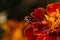 Ladybug on orange flower petals. Ladybug anf orange flower
