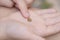 Ladybug on the palm of your hand. Insects, ladybug on the palm close up. Soft and selective focus