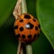 Ladybug perched on a leafy stem in a garden setting