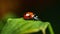 Ladybug Perched on a Vibrant Leaf, a Symbol of Nature\\\'s Delicate Beauty. Generative AI