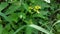 Ladybug perched on a yellow flower in a rice field area