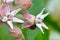 Ladybug on Pink Showy Milkweed 02