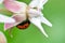 Ladybug on Pink Showy Milkweed 04