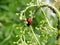 Ladybug and plant louse