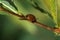 Ladybug without polka dots on a branch