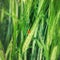 Ladybug Preying On Pest Insects On A Cereal Spike Close-up