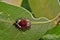 Ladybug pupa with exoskeleton still attached.