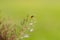 Ladybug pupa on grass