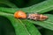 Ladybug pupa and larvae, Coccinella 7-punctata