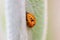 Ladybug pupa on a leaf