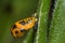 Ladybug in pupa stage attached to a leaf