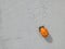 Ladybug pupae on Concrete - Coccinella septempunctata