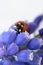 Ladybug on purple flower. Red insect with black dots. Microphotography