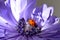 Ladybug Purple Petal Floret Crawl