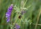 Ladybug on a purple plant. Slovakia