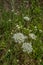 Ladybug on Queen Anne`s lace plant