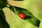 Ladybug quickly crawls on a green leaf close-up. macro