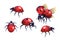 Ladybug, red black spots beetle, flying insect