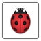 Ladybug red cartoon icon realistic