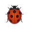Ladybug red cartoon icon realistic