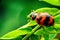 Ladybug with red stripes, black, walking on green leaves, beautiful morning