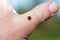 Ladybug resting on a finger