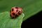 Ladybug resting on green leaf