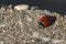 Ladybug on a Rock