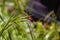 Ladybug running along on blade of green grass.