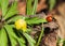 Ladybug running along on blade of green grass