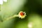 Ladybug running along on blade of green grass