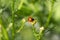 Ladybug running along on blade of green grass