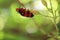 Ladybug running along on blade of green grass. Beautiful nature