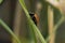 Ladybug running along on blade of green grass. Beautiful nature