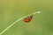 Ladybug running upside down on a stem