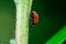 Ladybug runs down the stem of a plant, Coccinellidae, Arthropoda, Coleoptera, Cucujiformia, Polyphaga